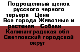 Подрощенный щенок русского черного терьера › Цена ­ 35 000 - Все города Животные и растения » Собаки   . Калининградская обл.,Светловский городской округ 